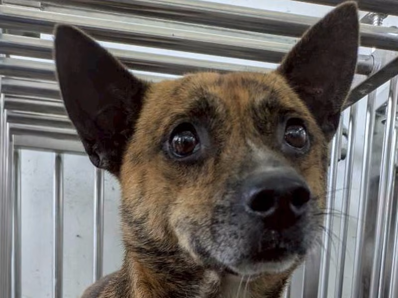 Adult male mixed-breed dog, Medium, shelter no. …3004