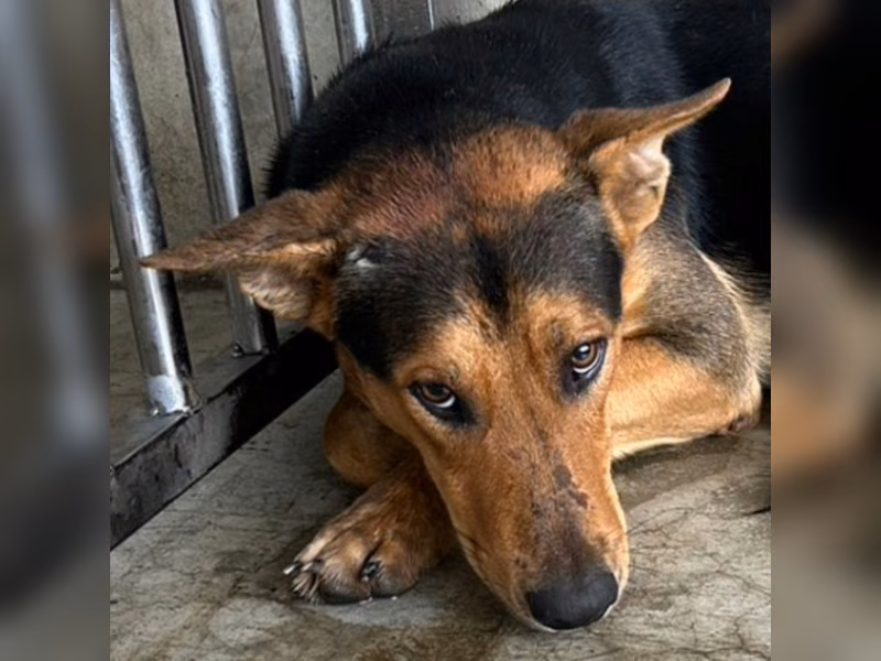 Black-and-tan adult male mixed-breed dog, Large, shelter no. …5013