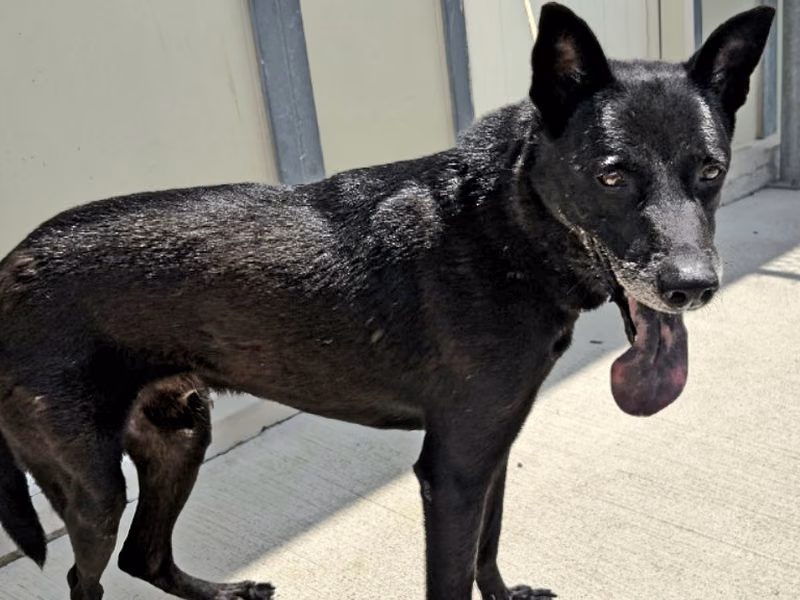 Black adult male mixed-breed dog, Medium, shelter no. …2203