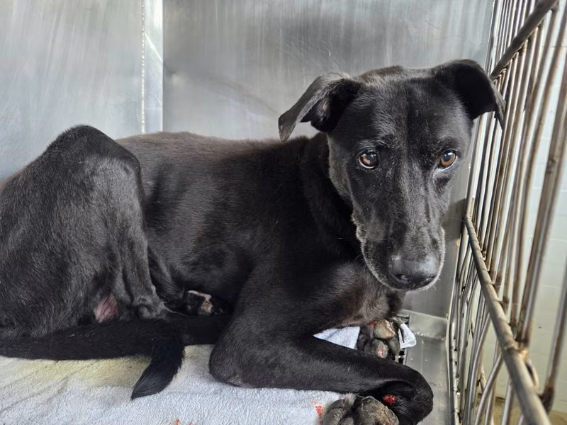 Black adult female mixed-breed dog, Medium, shelter no. …1205
