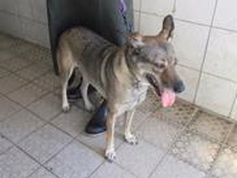 Black-and-gray adult female mixed-breed dog, Medium, shelter no. …7540
