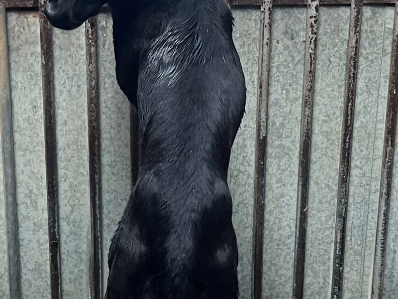 Black adult female mixed-breed dog, Medium, shelter no. …6014