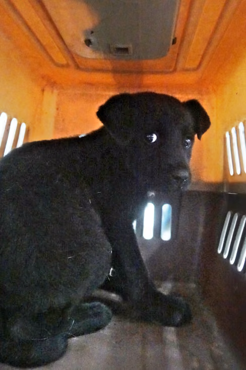 Black young male mixed-breed dog, Small, shelter no. …0355