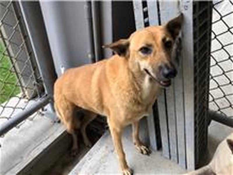 Tan adult female mixed-breed dog, Medium, shelter no. …3003