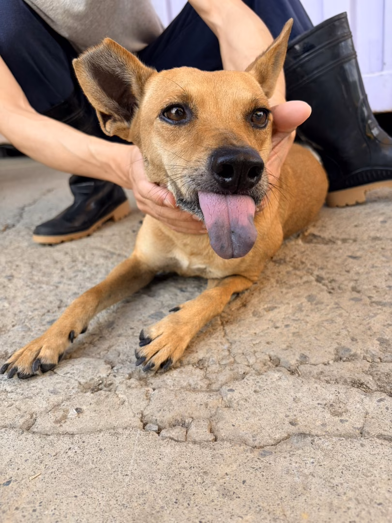 Tan adult female mixed-breed dog, Medium, shelter no. …0001