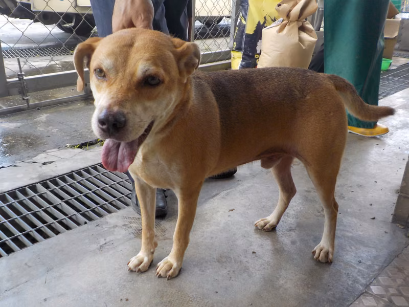 Tan adult male mixed-breed dog, Medium, shelter no. …1623