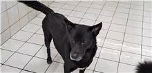 Black-and-white adult male mixed-breed dog, Medium, shelter no. …8001