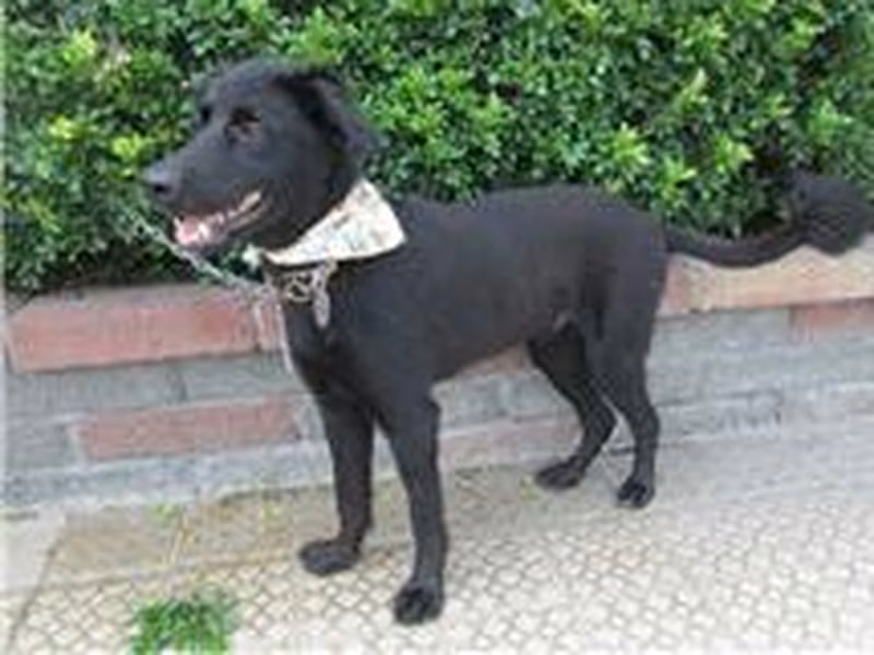 Black adult male mixed-breed dog, Medium, shelter no. …8218
