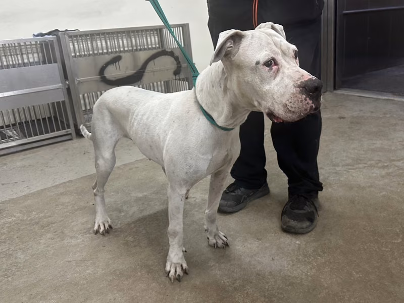 White adult female Dogo Argentino, Large, shelter no. …1001