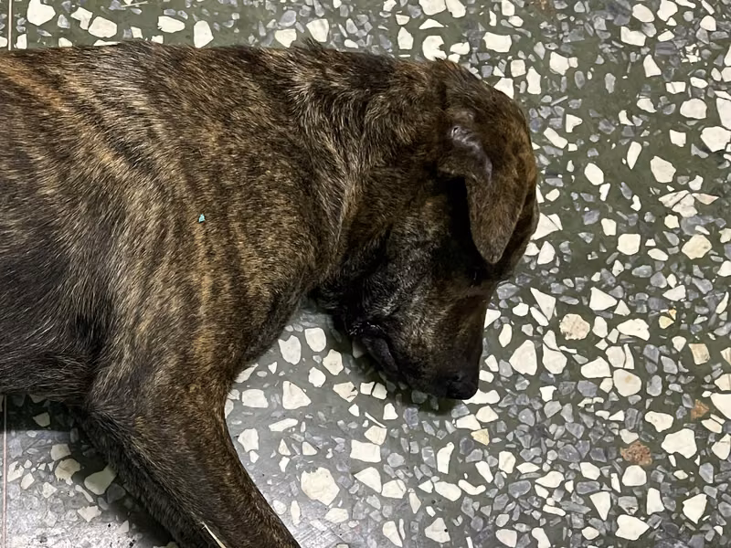 Tabby adult male mixed-breed dog, Large, shelter no. …017D