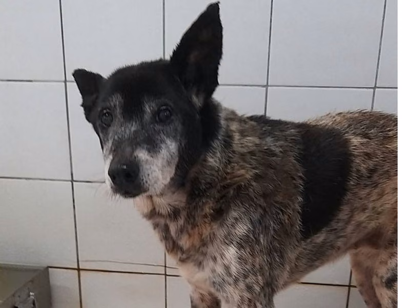 Black-and-white adult female mixed-breed dog, Medium, shelter no. …3004