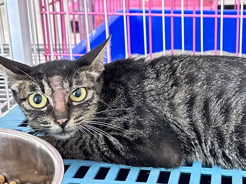 Tabby adult female mixed-breed cat, Large, shelter no. …9006