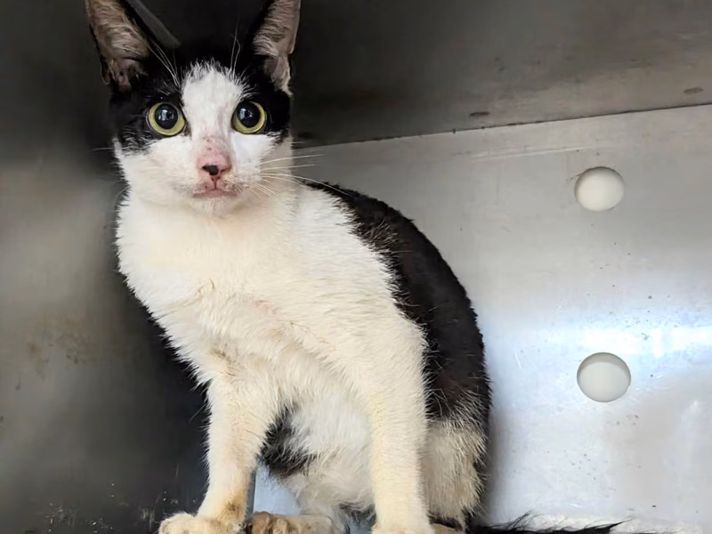Black-and-white young female mixed-breed cat, Small, shelter no. …1005