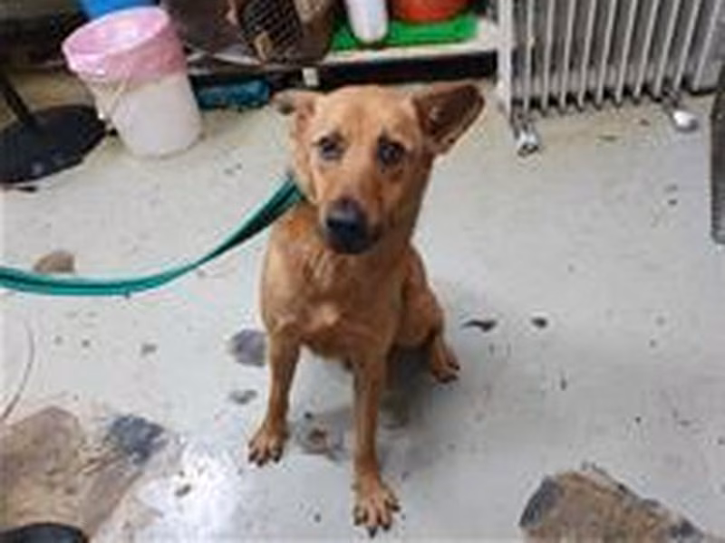 Tan adult male mixed-breed dog, Medium, shelter no. …2302