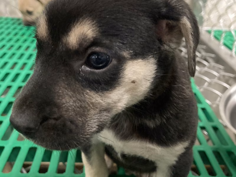 Black-and-brown young female mixed-breed dog, Small, shelter no. …6011