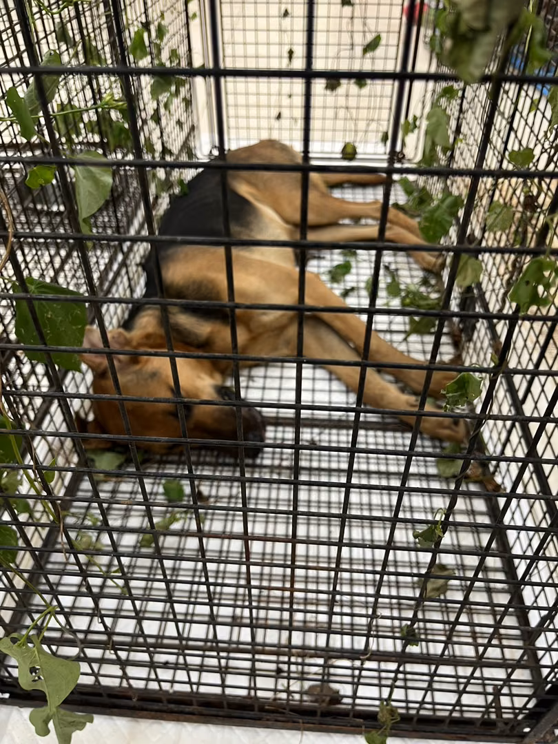Black-and-brown adult female mixed-breed dog, Medium, shelter no. …6D01