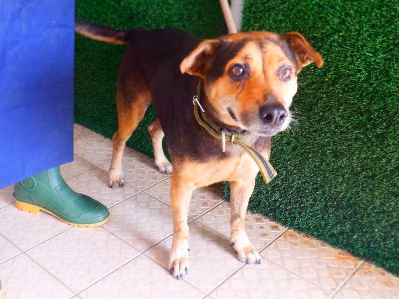 Black-and-tan adult male mixed-breed dog, Medium, shelter no. …1195