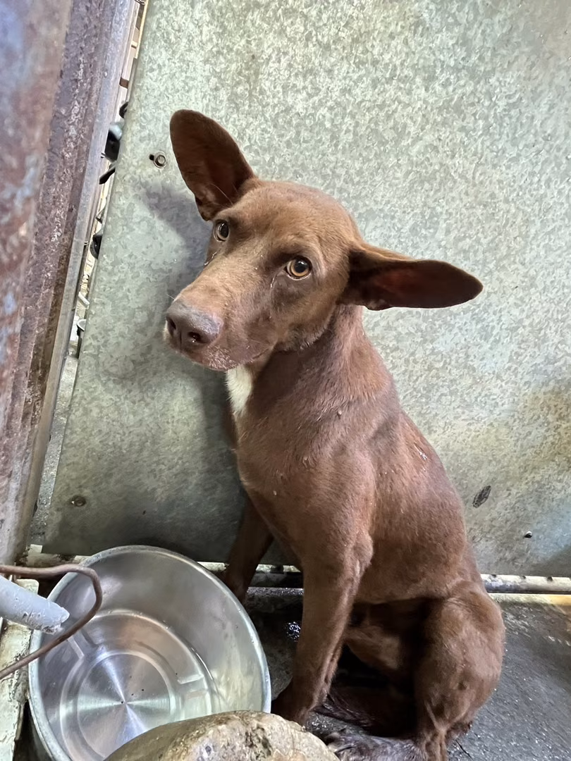 Brown adult male mixed-breed dog, Medium, shelter no. …5003