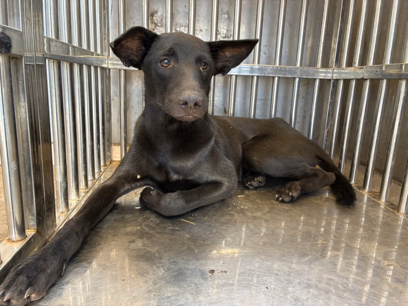 Black adult male mixed-breed dog, Medium, shelter no. …2004