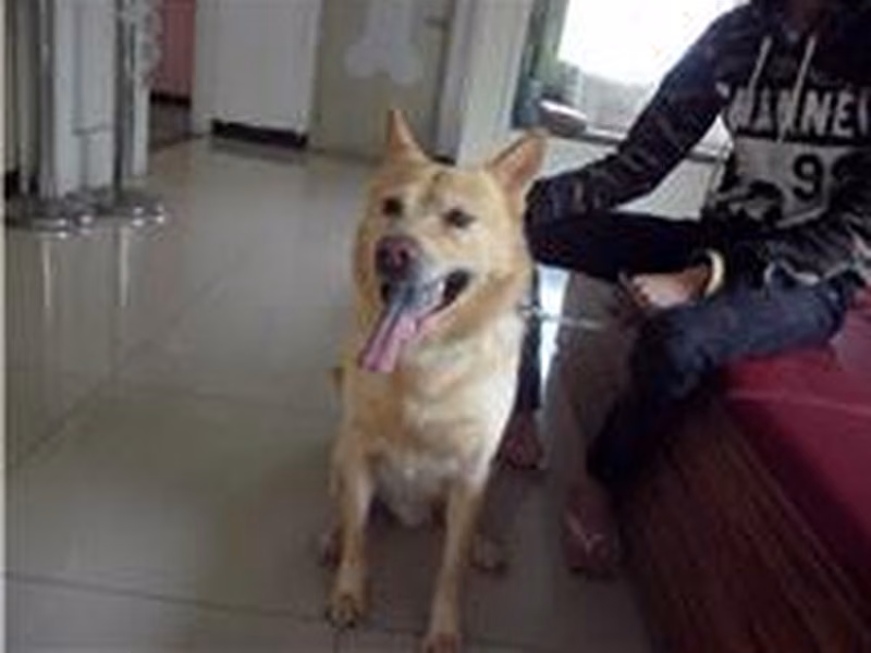 White adult male mixed-breed dog, Medium, shelter no. …2905