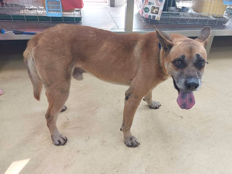 Tan adult male mixed-breed dog, Medium, shelter no. …9001