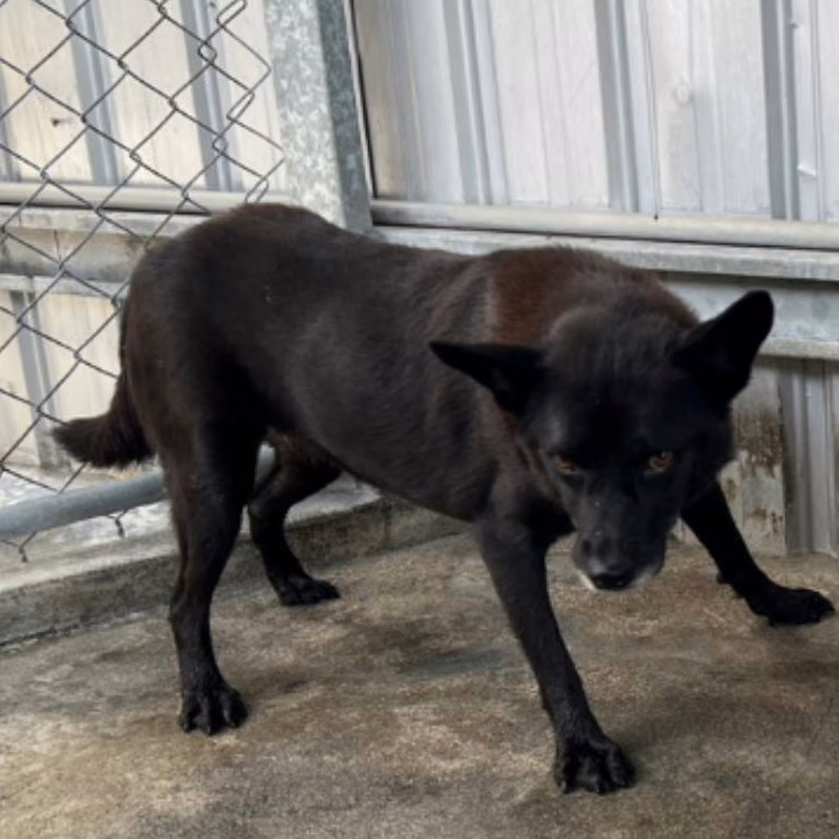 Black adult female mixed-breed dog, Large, shelter no. …053D