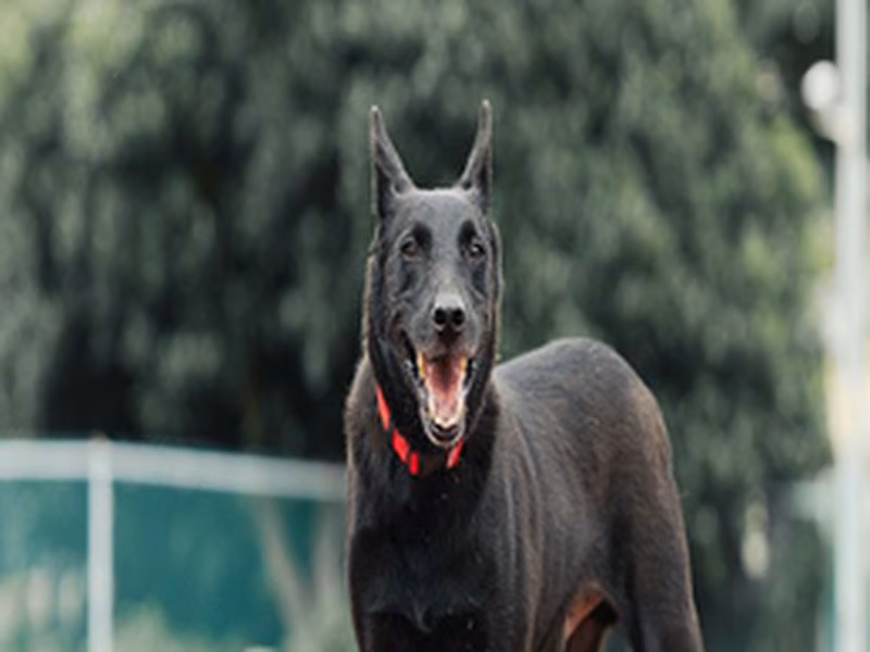 Black adult male mixed-breed dog, Medium, shelter no. …0201