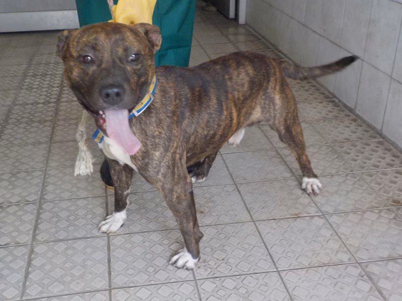 Tabby adult male mixed-breed dog, Medium, shelter no. …1873