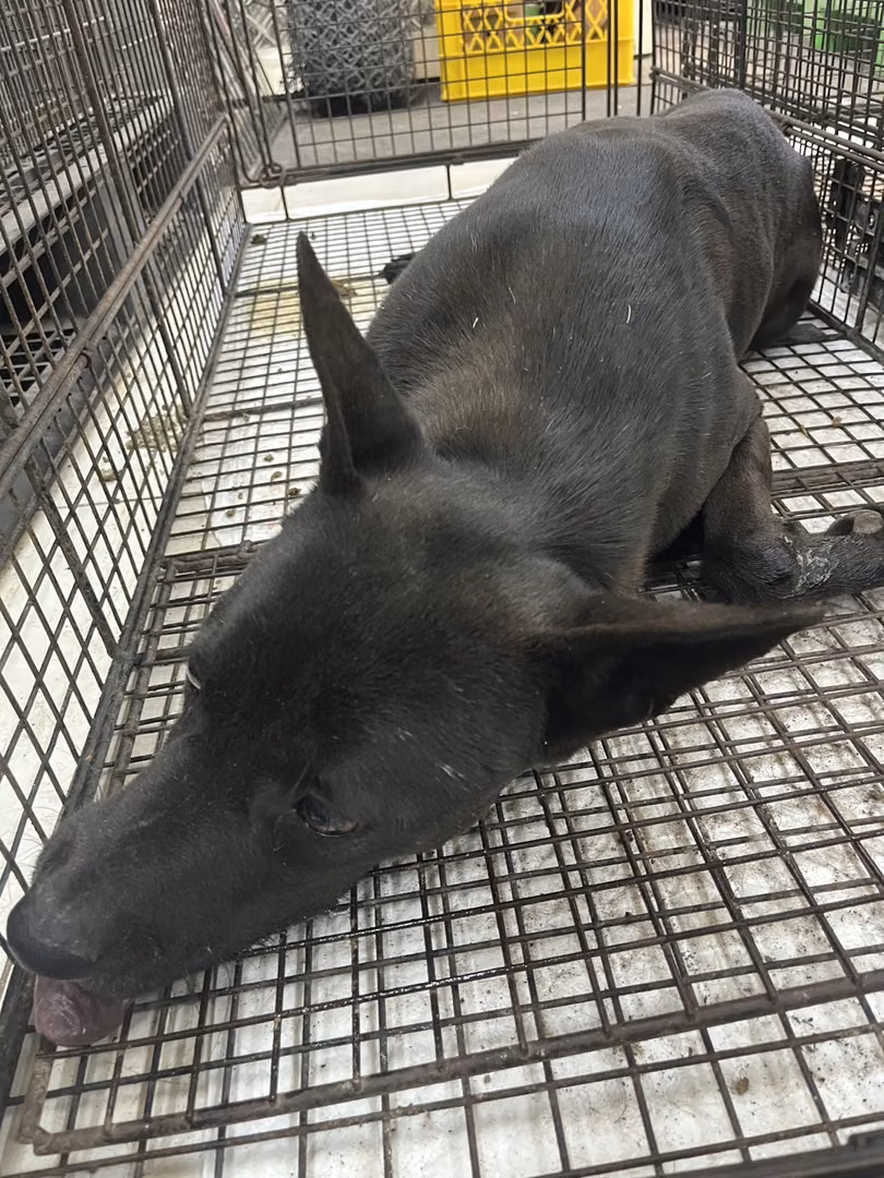 Black adult male mixed-breed dog, Large, shelter no. …8D02