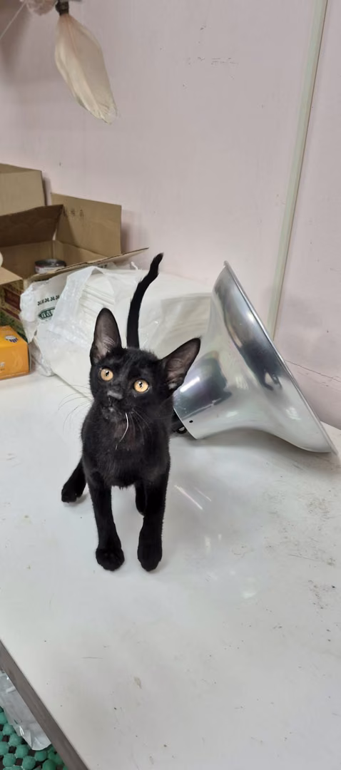 Black young female mixed-breed cat, Small, shelter no. …7001