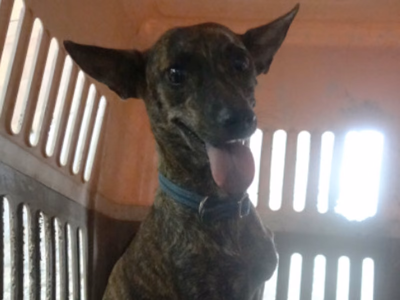 Tabby adult female mixed-breed dog, Medium, shelter no. …1485