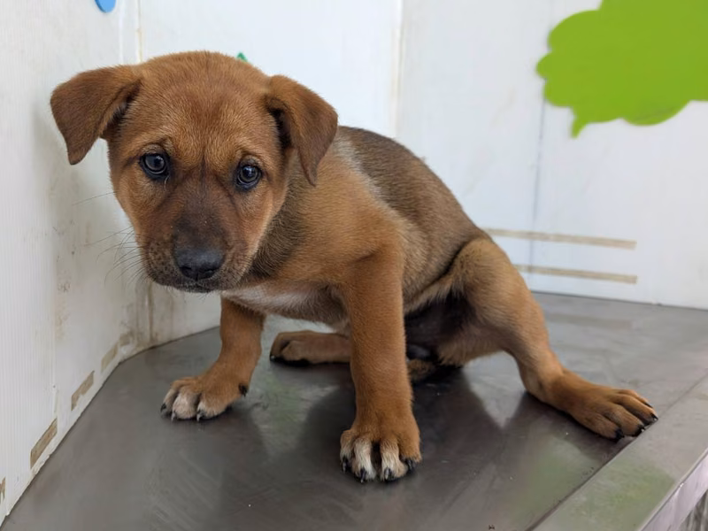 Tan adult female mixed-breed dog, Large, shelter no. …2602