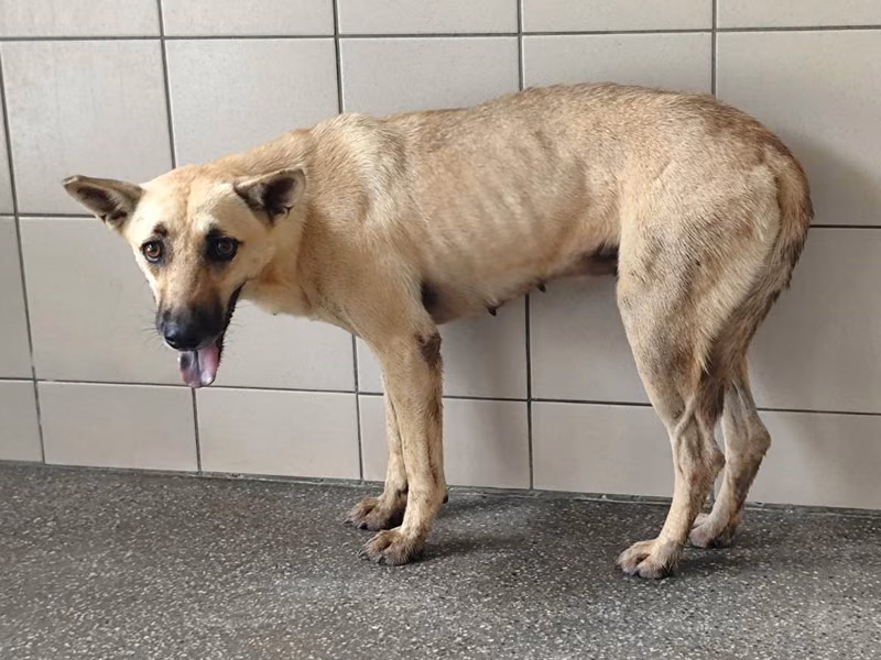 Tan young female mixed-breed dog, Medium, shelter no. …1201