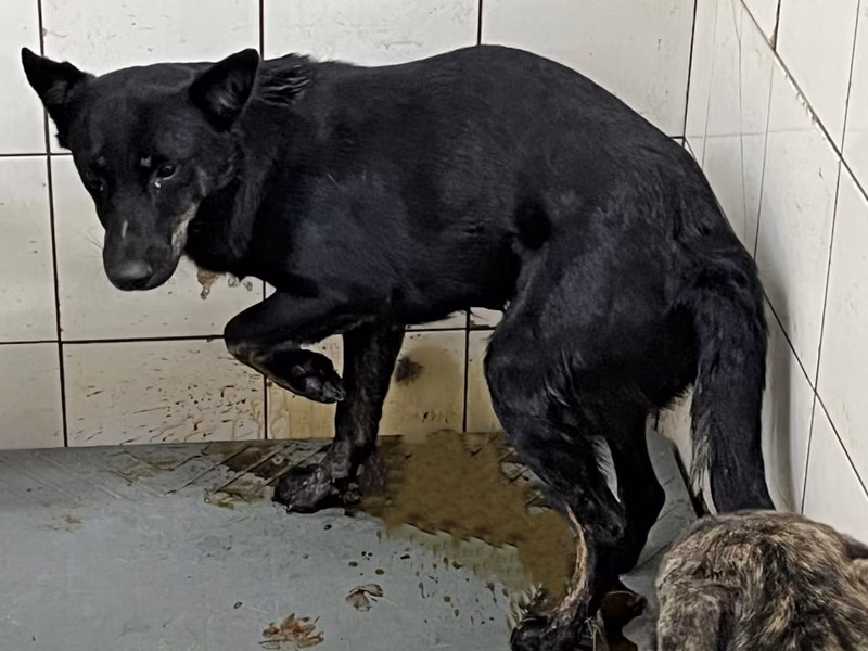 Black adult male mixed-breed dog, Medium, shelter no. …7A24
