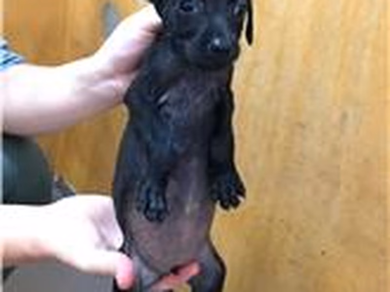 Black young female mixed-breed dog, Small, shelter no. …1005