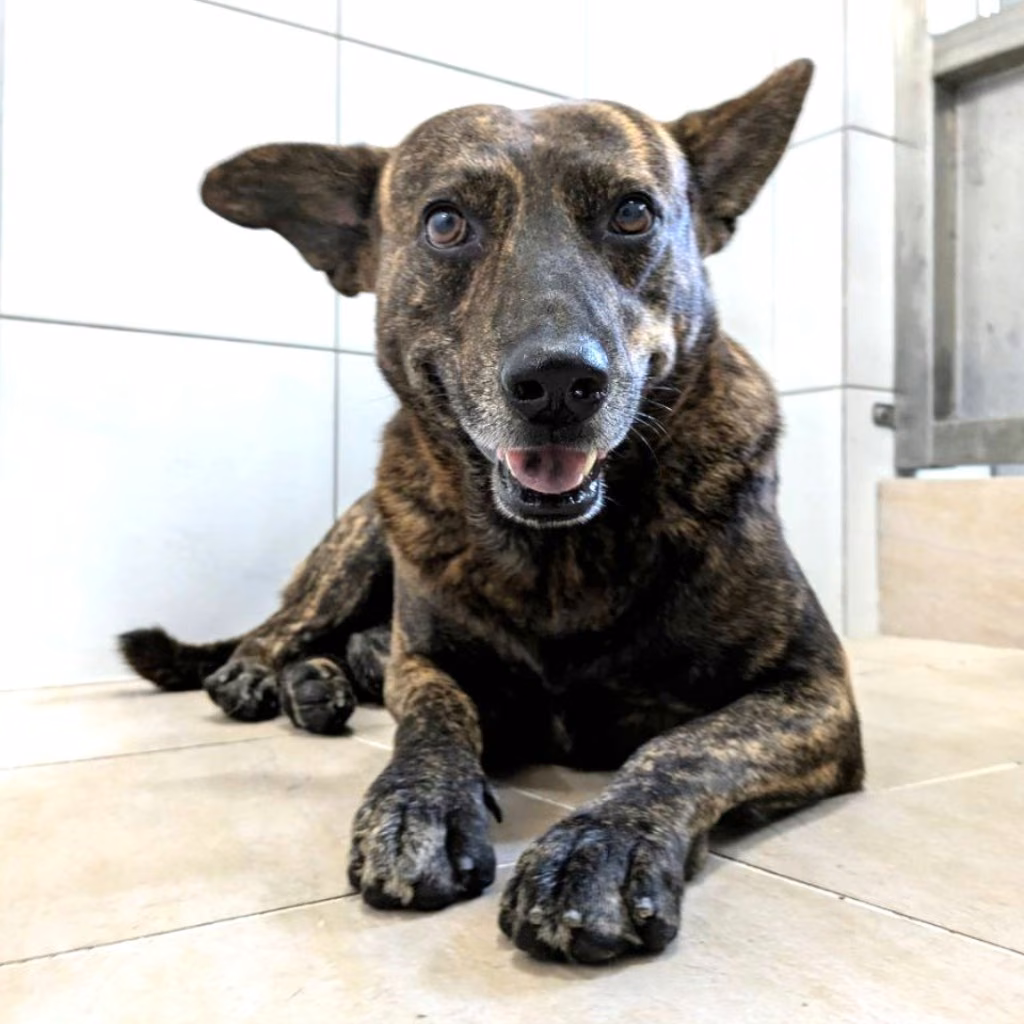 Tabby adult male mixed-breed dog, Medium, shelter no. …3001