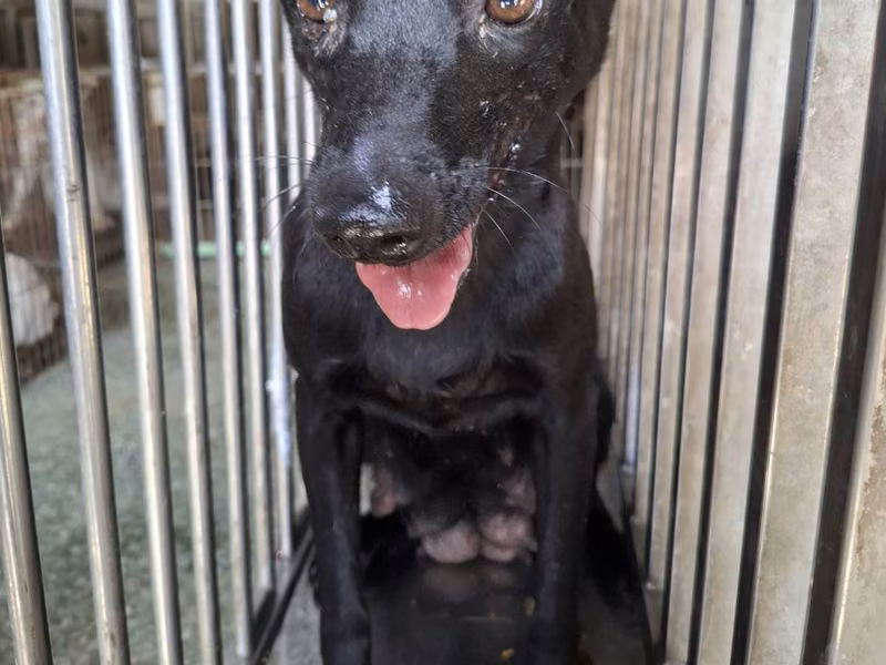 Black adult female mixed-breed dog, Medium, shelter no. …1-03
