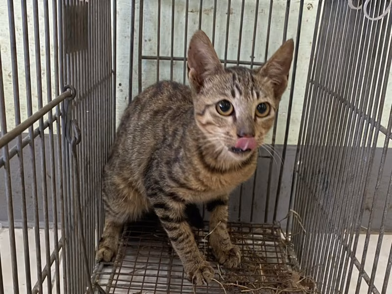 Young male mixed-breed cat, Small, shelter no. …1C02