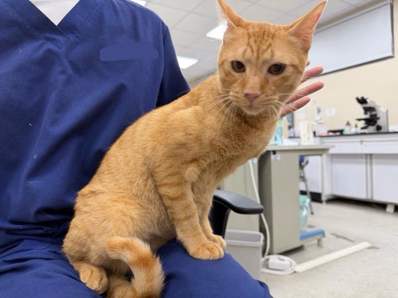Orange tabby adult male mixed-breed cat, Medium, shelter no. …0002