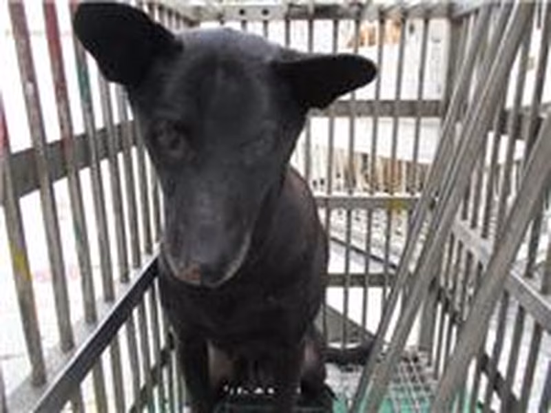 Black female mixed-breed dog, Medium, shelter no. …7008