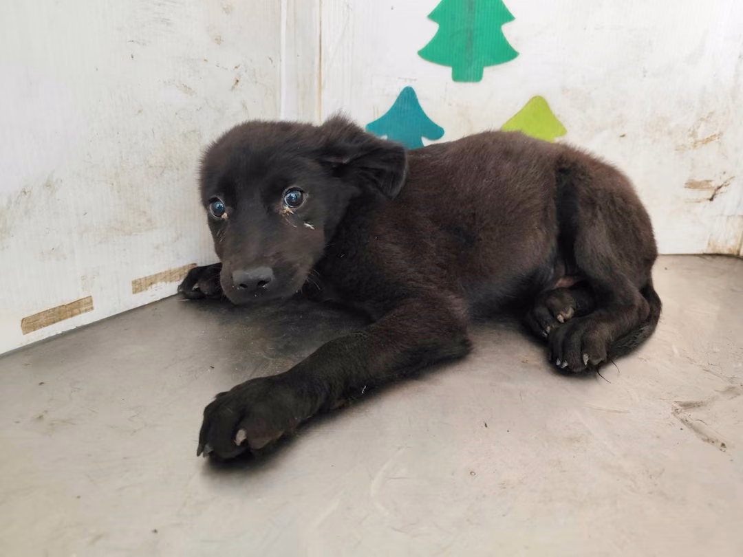 Black young female mixed-breed dog, Medium, shelter no. …2607