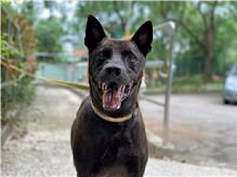 Black adult male mixed-breed dog, Medium, shelter no. …1805