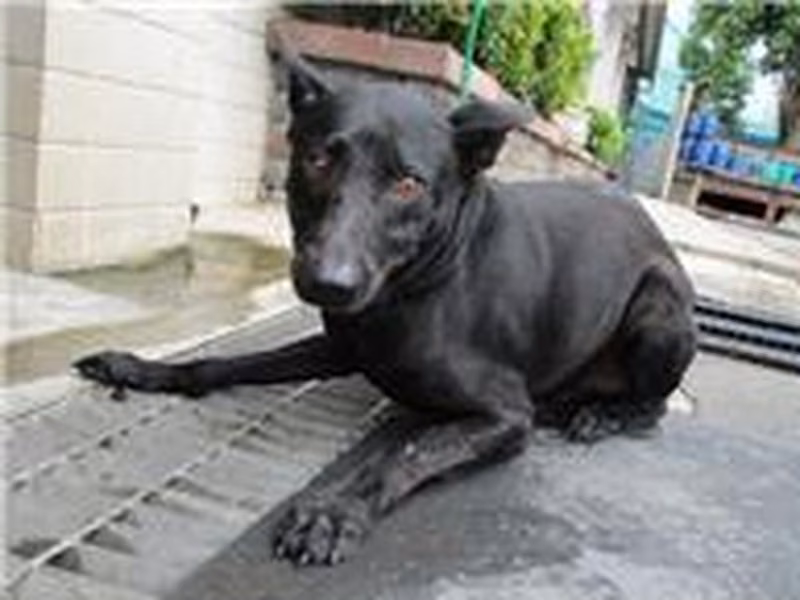 Black adult male mixed-breed dog, Large, shelter no. …1174