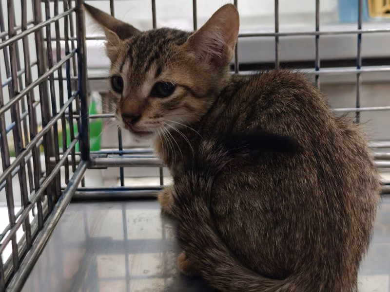 Tabby young male mixed-breed cat, Small, shelter no. …7002