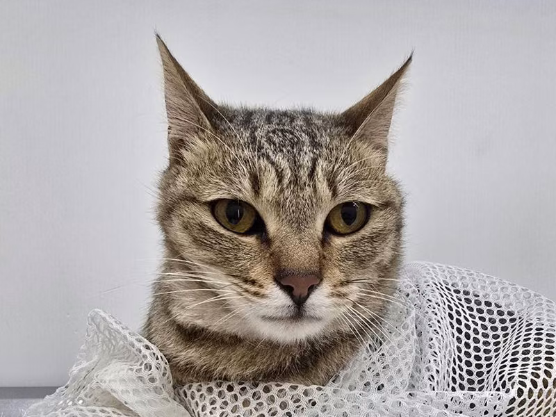 Tabby adult female mixed-breed cat, Medium, shelter no. …0804
