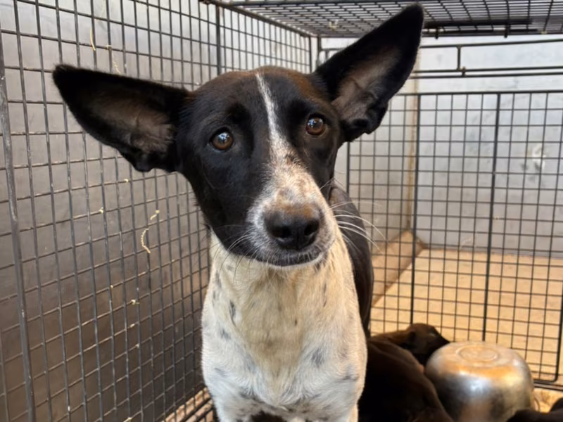Black-and-white adult female mixed-breed dog, Medium, shelter no. …6002
