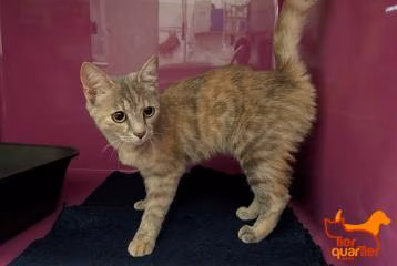 Brown-and-gray young female European Shorthair, shelter no. …3955