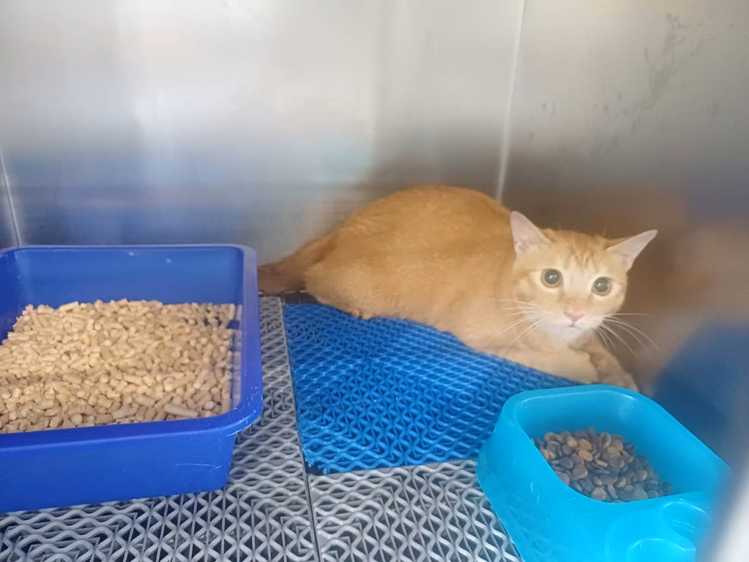 Orange tabby adult female mixed-breed cat, Medium, shelter no. …3002