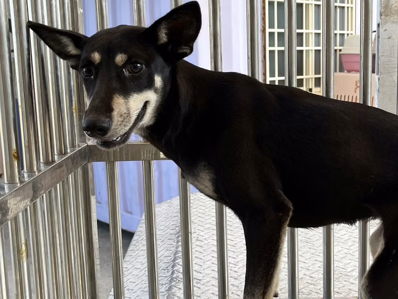 Black-and-tan young female mixed-breed dog, Small, shelter no. …0006