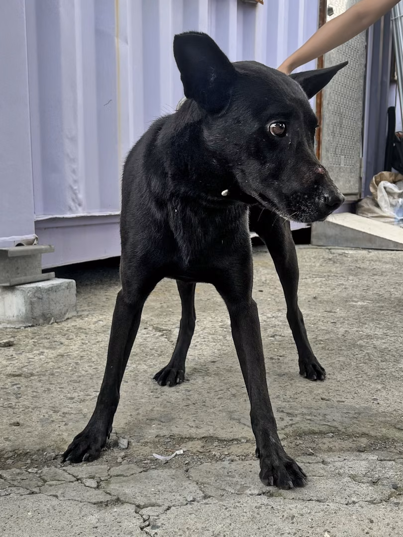 Black adult female mixed-breed dog, Medium, shelter no. …2006